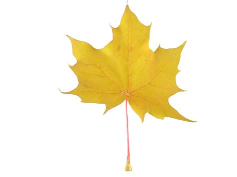 yellow maple leaf  stock photo public domain pictures