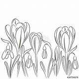 Crocus Coloring Getcolorings Pages sketch template