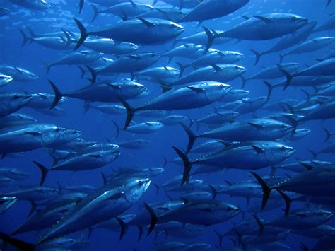 atlantic bluefin tuna facts habitat diet conservation