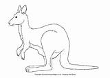 Kangaroo Kangaroos Joey sketch template