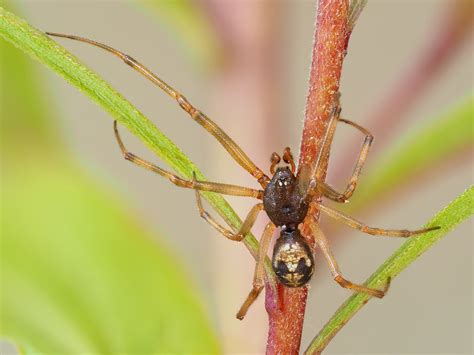 male steatoda triangulosa triangulate cobweb spider in rockwood
