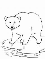 Coloring Polar Bear Printable Pages Kids Print sketch template