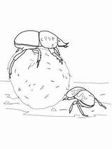 Escarabajos Colorare Scarabeo Beetle Dung Peloteros Insectos Flightless sketch template