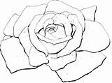 Coloring Rose Bud Pages Rosetta Getcolorings Getdrawings sketch template