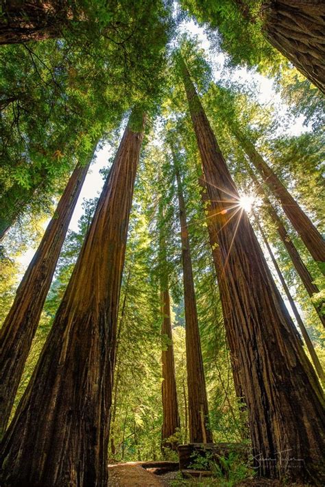 California Redwood Print Large Coastal Tree Photo Rustic Etsy