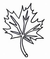 Leaf Maple Coloring sketch template