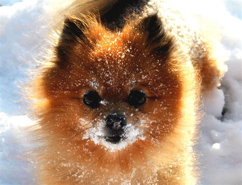 mini foxy brown pomeranian rosemary schuster photography rosie shu pomeranian foxy brown