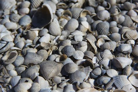 shells   island stock image image  collection