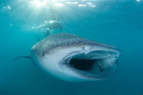 whale sharks zublu