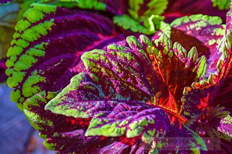 plant leaf   images bright colors  coleus plant closeup