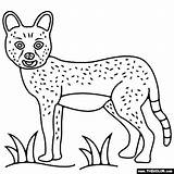 Safari Serval sketch template