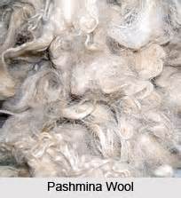 pashmina wool