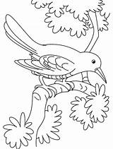 Coloring Pages Cuckoo Bird Birds Insect Outline Cuckoos Looking Recommended sketch template