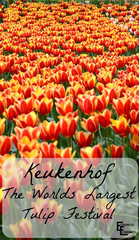 Keukenhof Tulip Festival