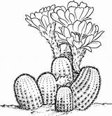 Cactus Coloring Drawing Pages Desert Clipart Sheets Printable Cactaceae Lobivia Pear Prickly Dessin Colorier Supercoloring Flower Drawings Plants Plant Line sketch template