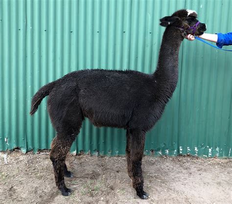 ealpaca alpaca for sale warramunga downs jenni rg female huacaya