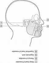 Muscles Mastication Anatomy Head Dental Neck Figure Pocketdentistry sketch template