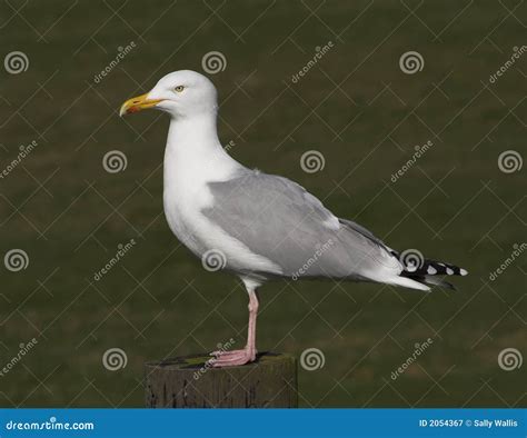 perched gull stock image image  arrogant feathers