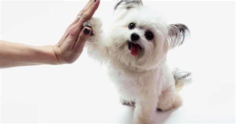 viral pet    wired