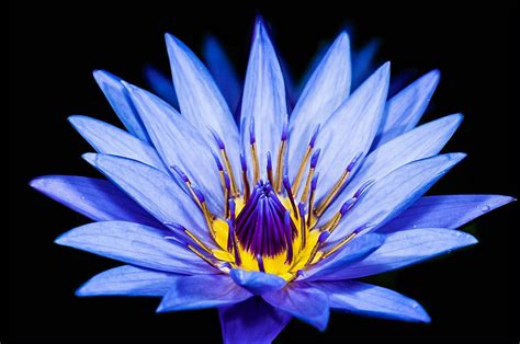 electrolysis permanent hair removal blue lotus spa united states