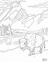 Teton Bison Yellowstone Parks Sheets sketch template
