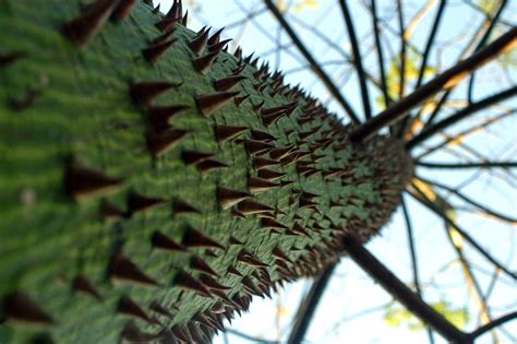 tree  thorns  photo  freeimages