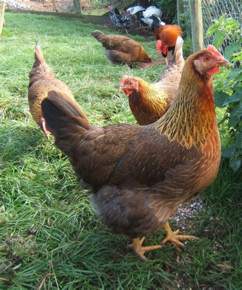 partridge welsummer bellecross hens