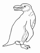 Penguin Coloring Gentoo Galapagos sketch template