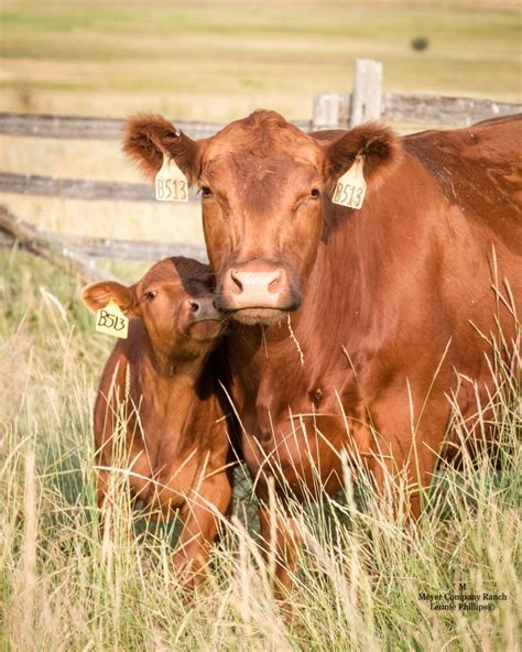 red angus cattle meyer company ranch