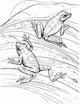 Frog Coloring Pages Frogs Pair sketch template