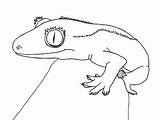 Crested Gecko sketch template