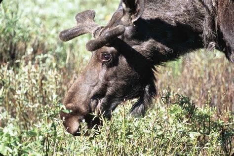 moose  animals   wild wildlife photography  jim robertson