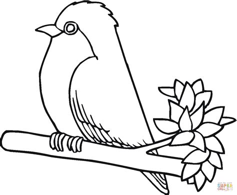 robin bird coloring page  printable coloring pages