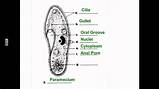 Euglena Diagram Labelled Protist Algae Observe Called Today Will Also sketch template