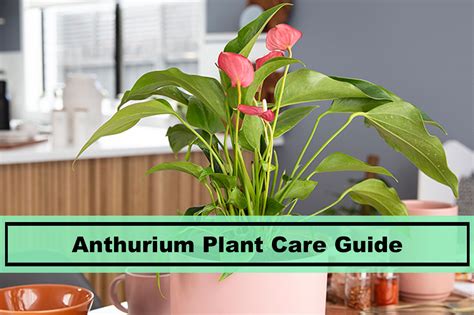 anthurium plant   grow  maintain  home plants spark joy