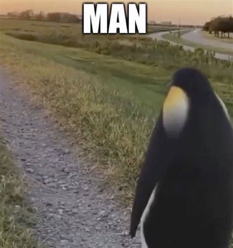 penguin man   meme