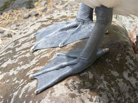 File Australian Pelican Feet Pengo 