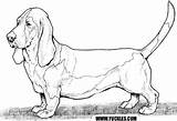 Coloring Pages Dog Hound Dogs Printable Bassett Basset Lab Adult Breed Breeds Color Colouring Sheets Difficult Kids Animal Clipart Pound sketch template