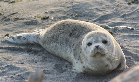hauled  seal pups   worry    steer clear knkx