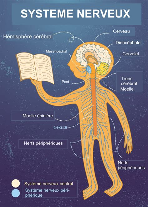 nervous system organs role diagram examinations earth press news