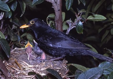 common blackbird  australian museum