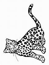 Snow Leopard Coloring Color Pages Animals sketch template
