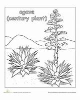 Desert Coloring Agave Plant Plants Pages Color Ecosystem Drawing Animals Cactus Preschool Education Worksheets Wild West Habitat Worksheet Visit Flowers sketch template