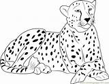 Cheetah Coloring Pages Coloringpages101 Color sketch template