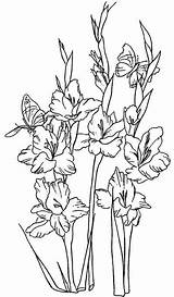 Gladiolus Flower Coloring Pages Line Flowers Clip Drawing Clipart Printable Gladioli 2021 Nature Coloring4free Outline Larkspur Tattoo Photobucket Cliparts Color sketch template