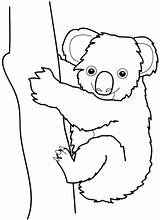 Koala Baby Coloring Pages Bear Printable Kids Getdrawings sketch template