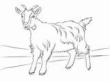 Goat Coloring Pages Cute Goats Printable Kids Billy Drawing Color Clipart Animals Animal Crafts Para Boer Colorear Farm Pintar Cartoons sketch template