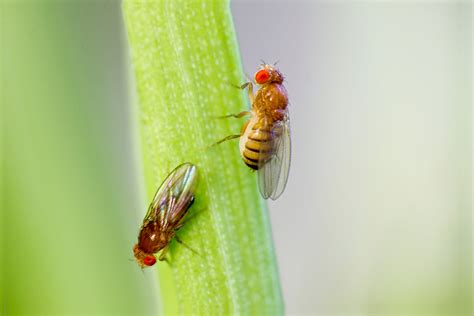 study reveals  male fruit fly decides  court  ignore female harvard gazette