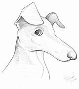 Greyhound Italian Sketch Draw Getdrawings Line Drawing Paintingvalley Caricature sketch template