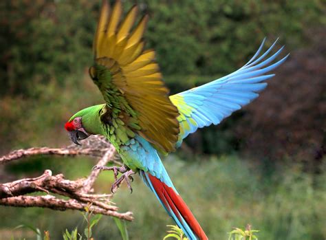 military macaw full profile history  care